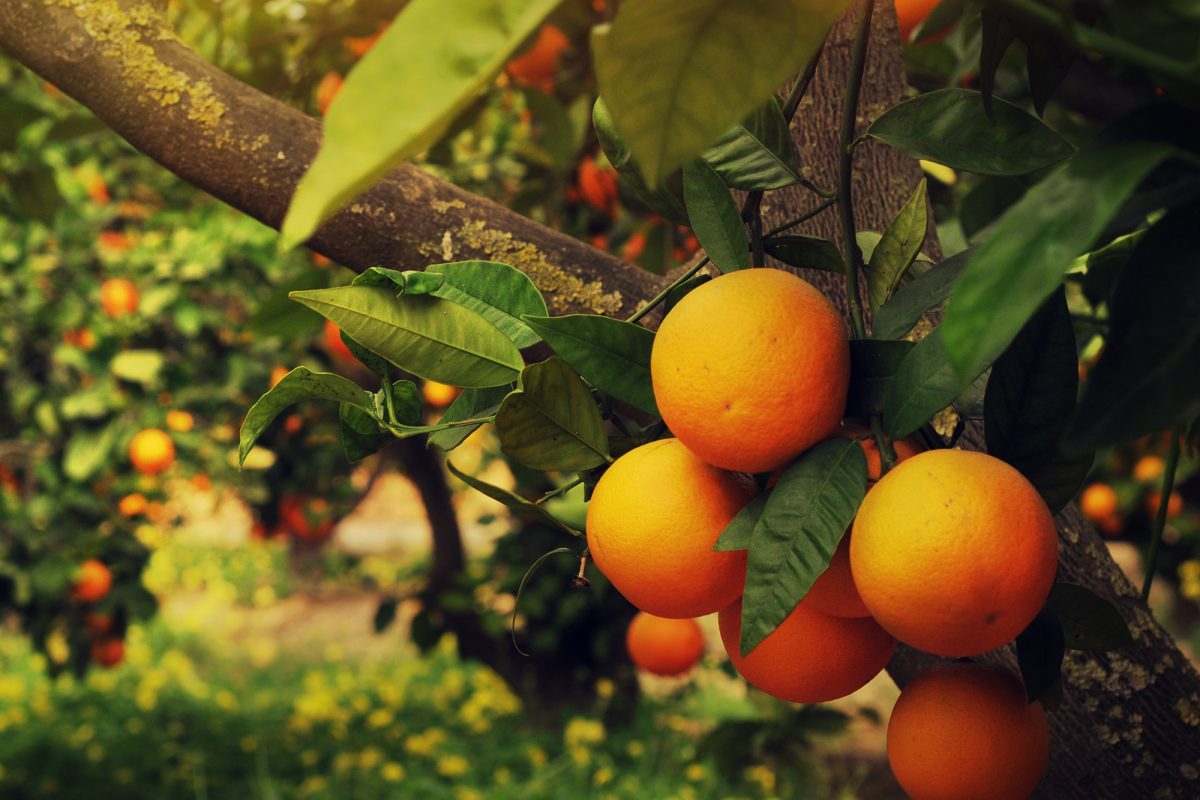 Citrus Cultivation: Lebanon’s Sour Sector