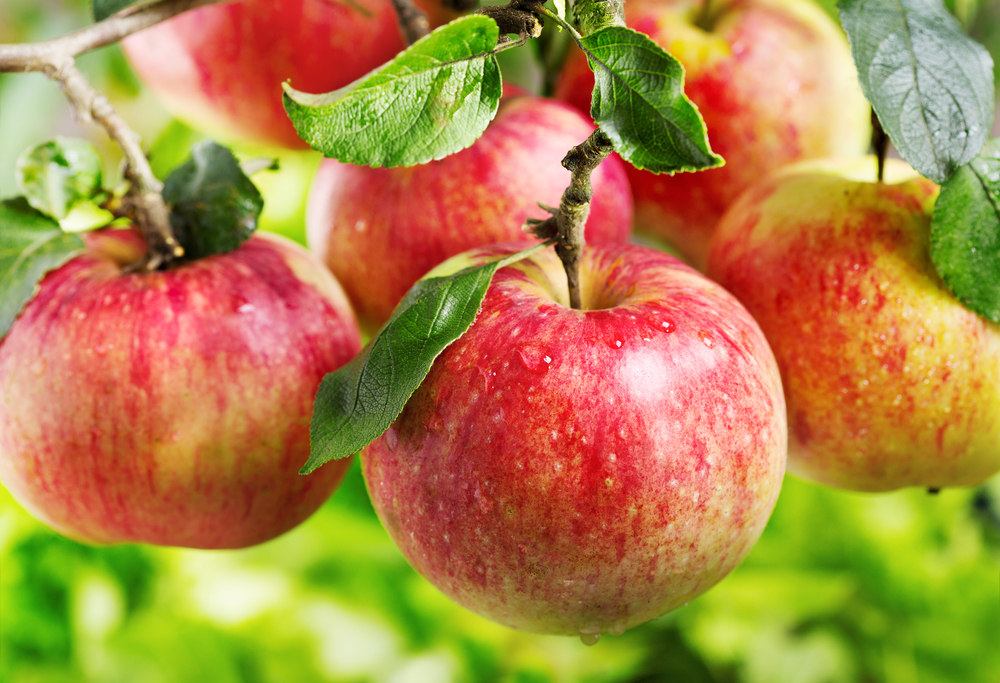 Lebanese Apples Dethroned as the King of Fruits